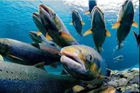 流而上,追逐生(shēng)命的精彩